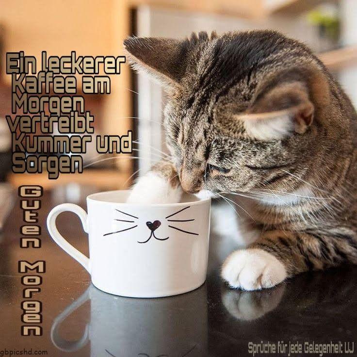 ᐅ Guten Morgen Katze - Guten Morgen GB Pics