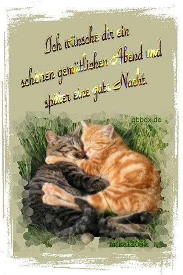 Zwei Katzen liegen umschlungen auf einem Hintergrund mit dem Text für gute Nacht.
