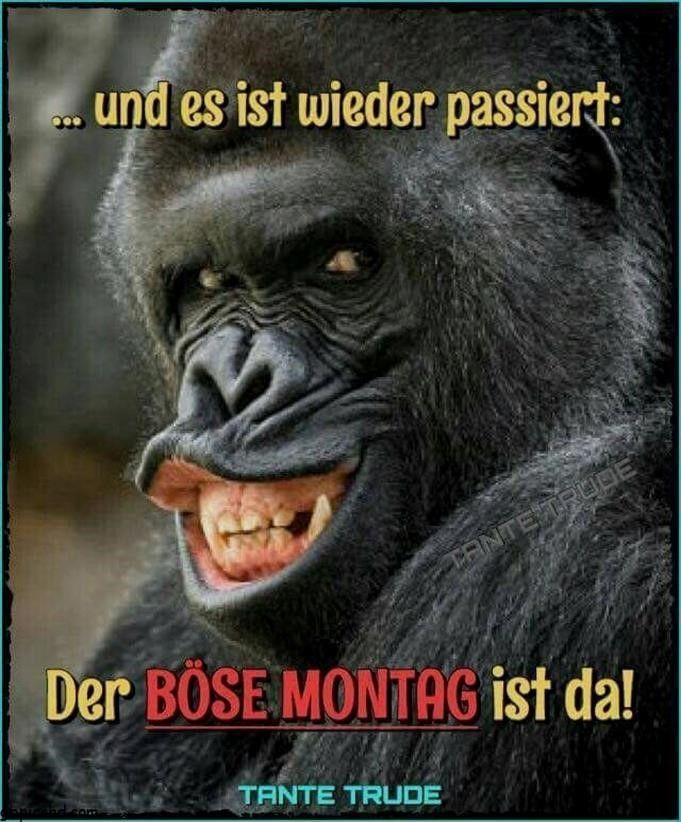 boeser montag bilder