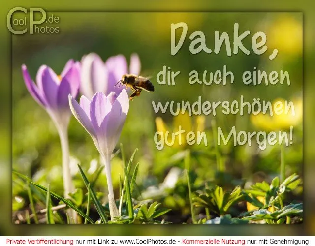 Eine Biene fliegt zu lila Krokussen im Morgenlicht. Text: Danke, einen wunderschönen guten Morgen.
