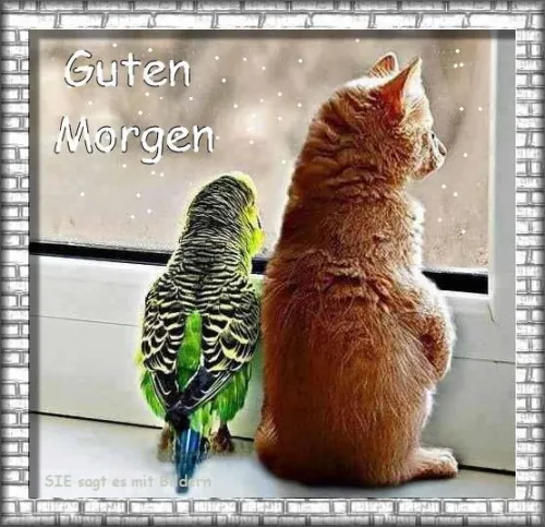 Ein Kater und ein Wellensittich sitzen am Fenster und schauen nach draußen.