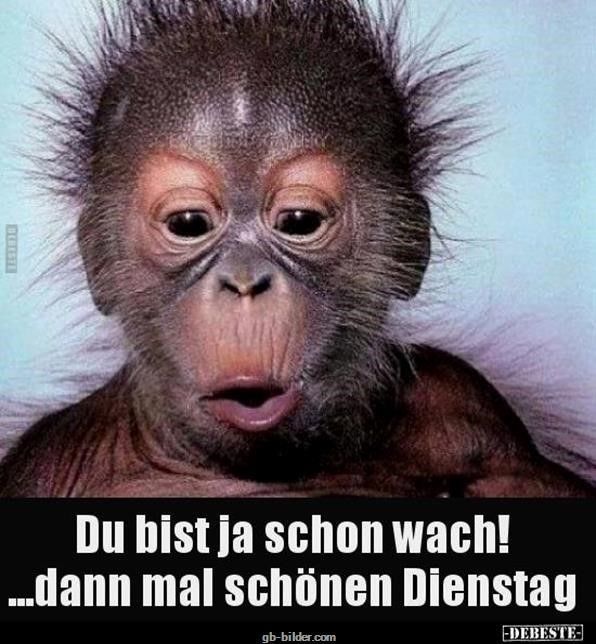 Du bist ja schon wach dann mal schonen dienstag lustige bilder spruch 001