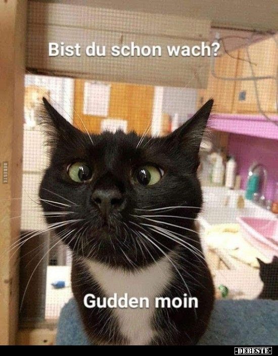 Du bist ja schon wach dann mal schonen dienstag lustige bilder spruch 002