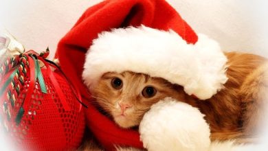 ᐅ ein lustiges suses weihanchtsbild - Advent GB Pics