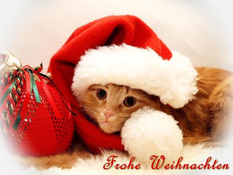 Ein lustiges süßes Weihnachtsbild – Humorvolle Weihnachtsgrüße