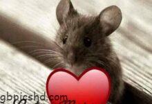ᐅ einen wunderschonen sonntag morgen wunsche ich euch allen hier - Gute Nacht GB Pics
