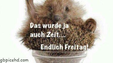 ᐅ endlich freitag bilder - Freitag GB Pics