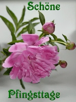 Eine rosa Pfingstrose mit Knospen vor neutralem Hintergrund.