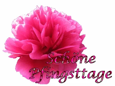 Eine pinkfarbene Blume mit dem Text "Schöne Pfingsttage" daneben.