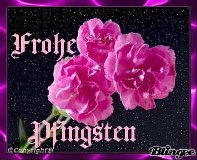 Drei rosa Blumen auf schwarzem Hintergrund mit dem Text „Frohe Pfingsten“.
