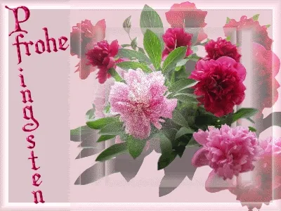Ein Strauß bunter Pfingstrosen auf pinkem Hintergrund mit der Aufschrift „Frohe Pfingsten“.