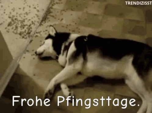 Ein Hund liegt entspannt auf dem Boden, umgeben von verstreutem Futter.