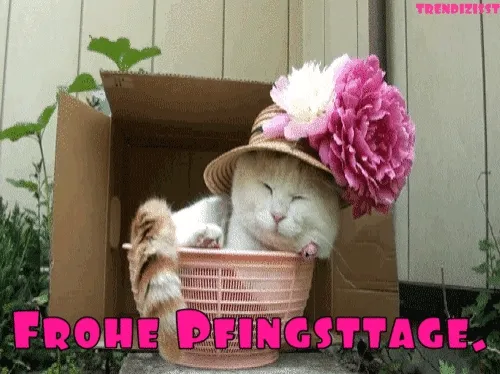 Eine Katze sitzt im Korb, trägt einen Hut mit Blumen und schläft.