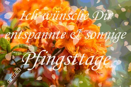 Blühende orangefarbene Blumen mit dem Text "Ich wünsche Dir entspannte Pfingsttage".
