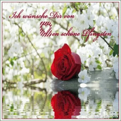 Rote Rose auf Wasseroberfläche, umgeben von blühenden weißen Blumen. Text darüber.