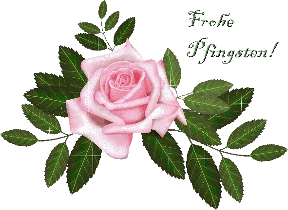 Eine rosa Rose mit grünen Blättern und dem Text "Frohe Pfingsten".