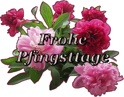 Bunte Pfingstrosen mit dem Text „Frohe Pfingstage“ in der Mitte.