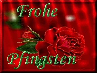 Rote Rose mit dem Text "Frohe Pfingsten" auf rotem Hintergrund.