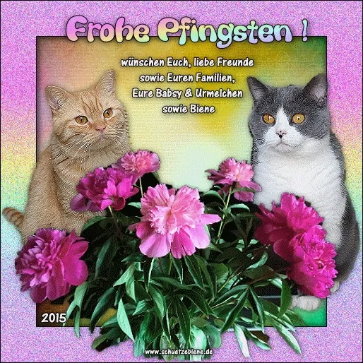 Zwei Katzen neben bunten Blumen, mit dem Text "Frohe Pfingsten!" darauf.