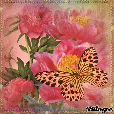 Ein Schmetterling sitzt auf einer pinken Blüte, umgeben von rosa Pfingstrosen.