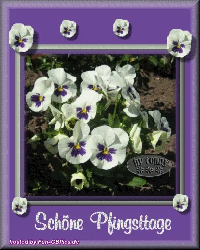 Weiße Stiefmütterchen mit lila Muster auf einer grünen Fläche, umrahmt von einem violetten Rahmen.