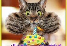 ᐅ geburtstag bilder lustig - Schönen Abend GB Pics