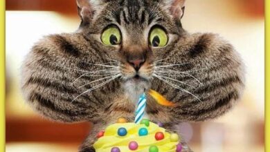 ᐅ geburtstag bilder lustig - Geburtstag GB Pics