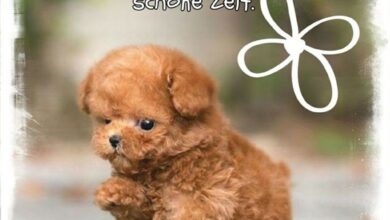 ᐅ grüße zum donnerstag bilder - Donnerstag GB Pics