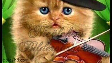 ᐅ gute nacht bilder lustig 4 - Gute Nacht GB Pics