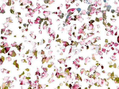 Blühende Pfirsichblüten mit dem Schriftzug "Guten Morgen" in der Mitte.