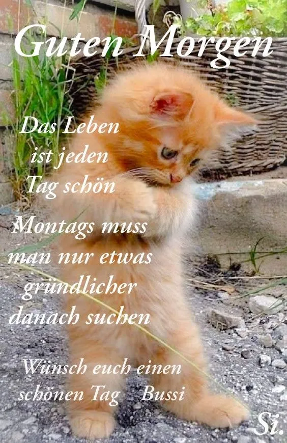 Ein orangefarbener Kater spielt mit einem Grashalm in einem grünen Umfeld.