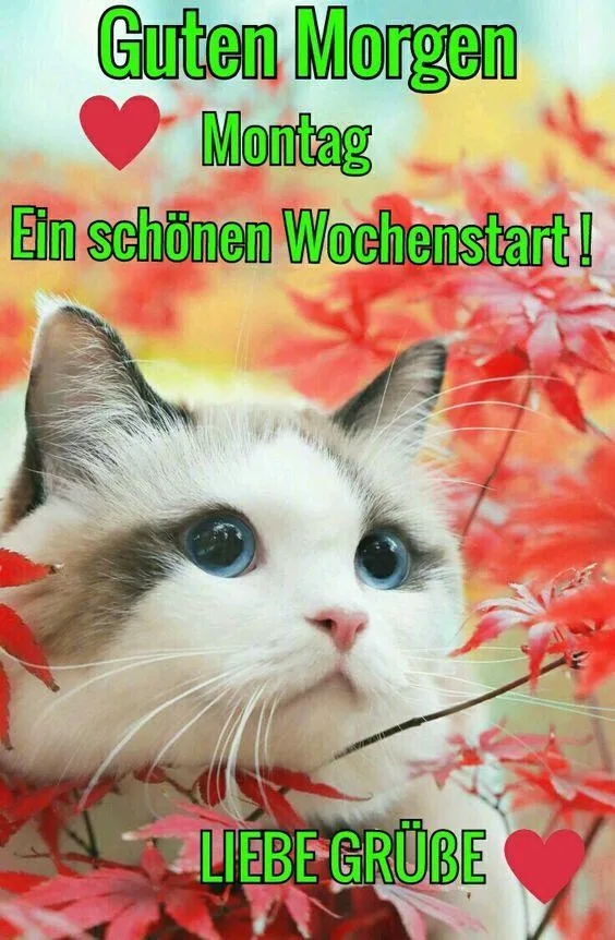 Eine Katze mit blauen Augen sitzt vor buntem Laub. Grüße zum Wochenstart.