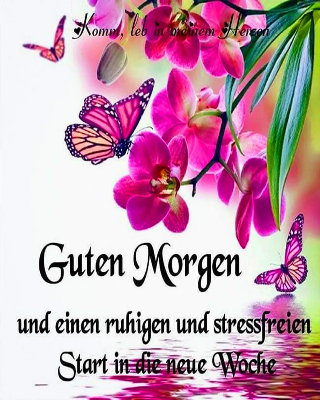 Bunte Schmetterlinge und Orchideen mit dem Text "Guten Morgen" und Wochenstart.