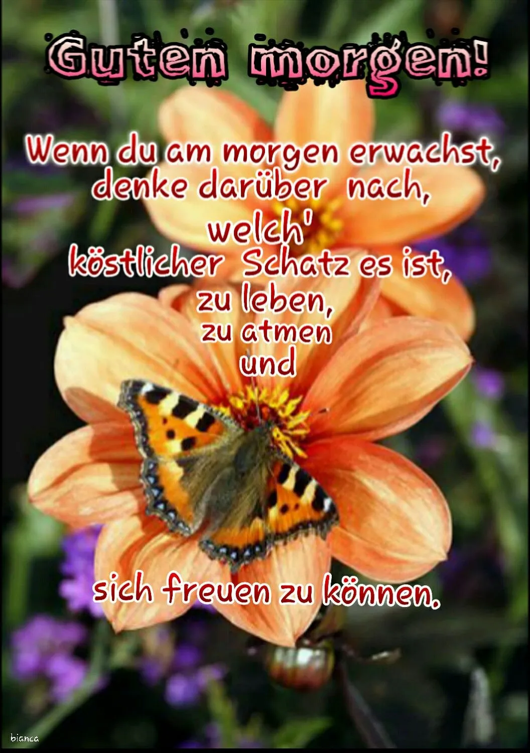 Eine orange Blüte mit einer Schmetterling sitzt. Text: Guten Morgen!