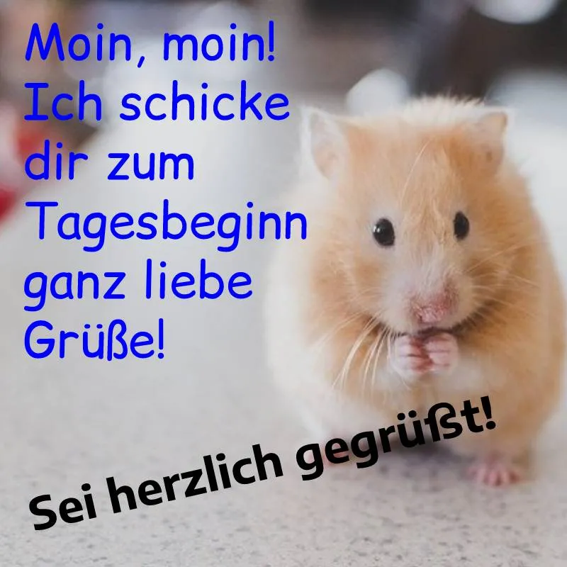 Ein Hamster sitzt mit kleinen Vorderpfoten in einer liebevollen Haltung.