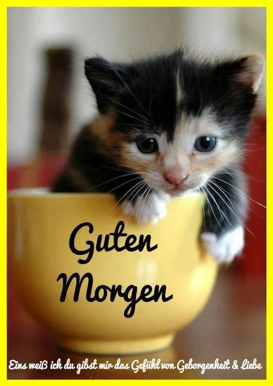 Schwarze und braune Katze sitzt in einer gelben Schüssel mit Aufschrift Guten Morgen.