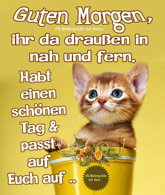 Kätzchen sitzt in einem Topf, mit morgendlichem Gruß und auffälligem Schriftzug.