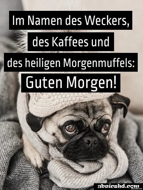 Ein trauriger Mops in einem warmen Pullover sitzt gemütlich mit einer Decke.