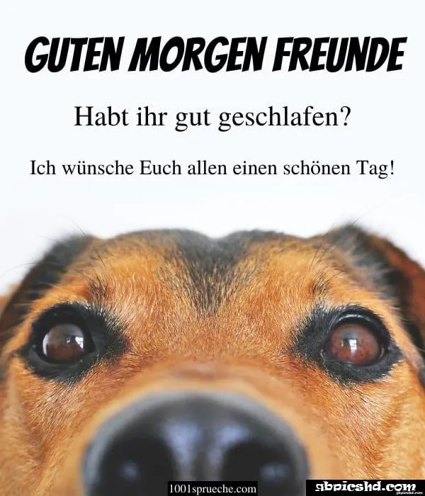 Nahaufnahme eines Hundes mit wachsamen Augen und Grußtext darüber.