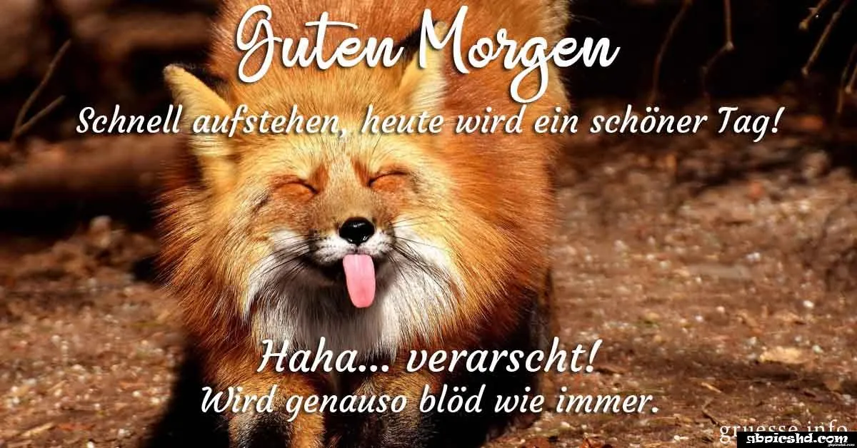 Lächelnder Fuchs mit dem Text "Guten Morgen" im Hintergrund.