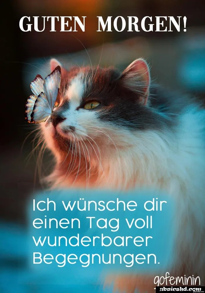 Eine Katze mit einem Schmetterling im Vordergrund, Text: Guten Morgen!