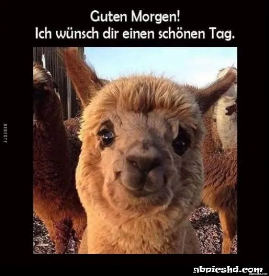 Ein lächelndes Lama mit anderen Lamas im Hintergrund. Text: Guten Morgen!