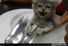 ᐅ guten morgen lustige bilder lustige Katze - GB Pics