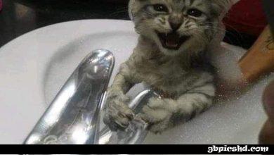 ᐅ guten morgen lustige bilder lustige Katze - Guten Morgen GB Pics