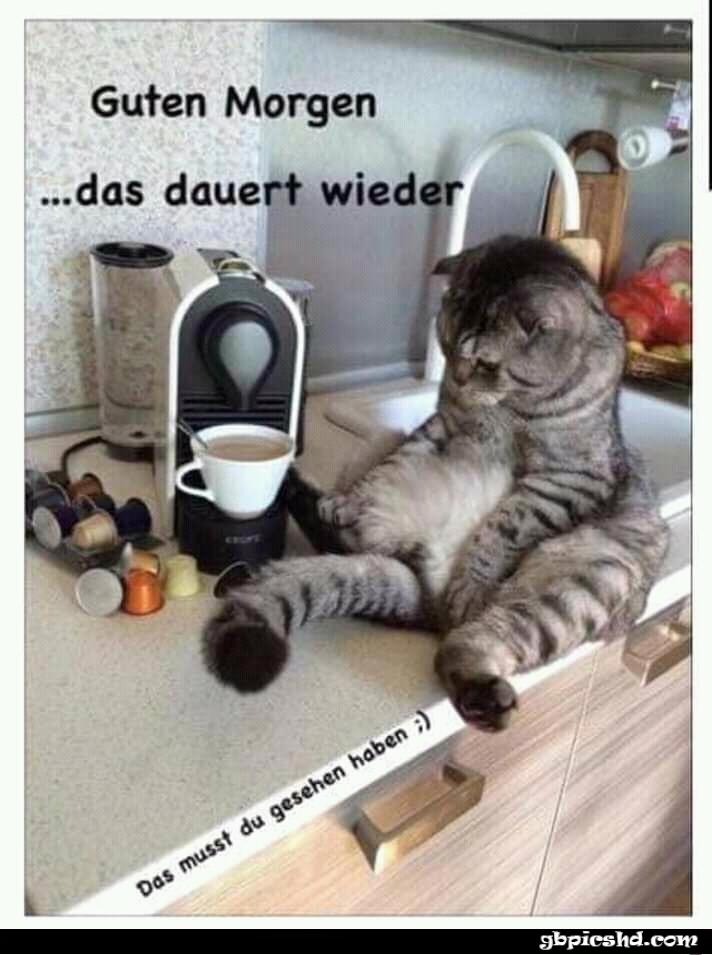 ᐅ guten morgen lustige bilder lustige Katze - Guten Morgen GB Pics