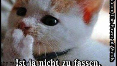 ᐅ guten morgen mittwoch lustig - Mittwoch GB Pics