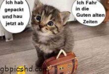 ᐅ hallo lustige bilder - Freitag GB Pics