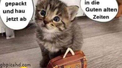 ᐅ hallo lustige bilder - Hallo Bilder GB Pics