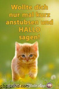hallo sprüche bilder