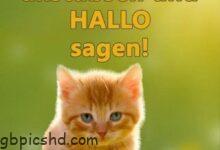 ᐅ hallo sprüche bilder - Hallo Bilder GB Pics